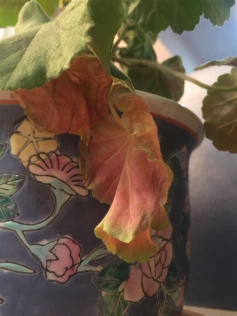 My Geranium Leaves Have Been Turning Red And Dying For Months Local