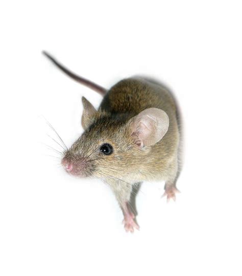 Little Mouse Isolated Stock Image Image Of Funny Macro 12181865