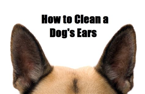 Three Easy Steps To Clean Your Dogs Ears — Animal Wellness Center Of
