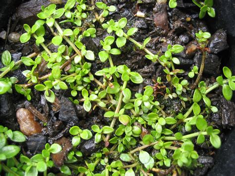 Tetrachondra Hamiltonii New Zealand Plant Conservation Network