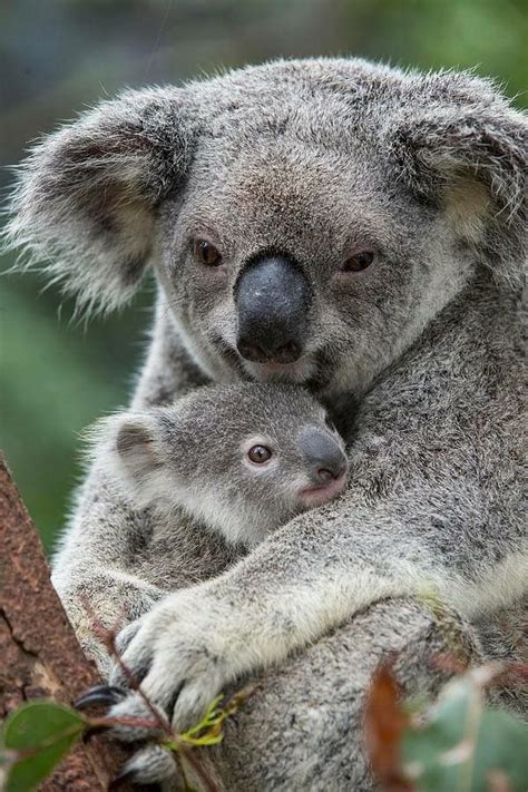Koala Mama And Baby Cuteness Animals Cute Animals Baby Koala