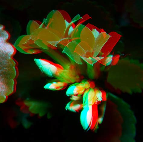 kalanchoe 3d macro h ft012 10 anaglyph stereo red cyan lu… flickr