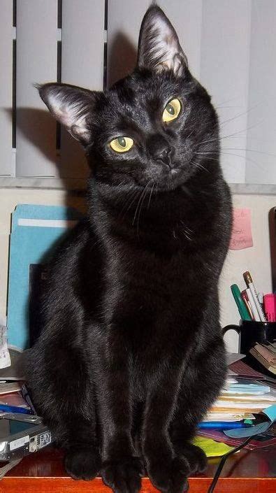Check spelling or type a new query. MEOW MEOW!!!! MY NAME IS BLACKY!!!! :D | Black cat
