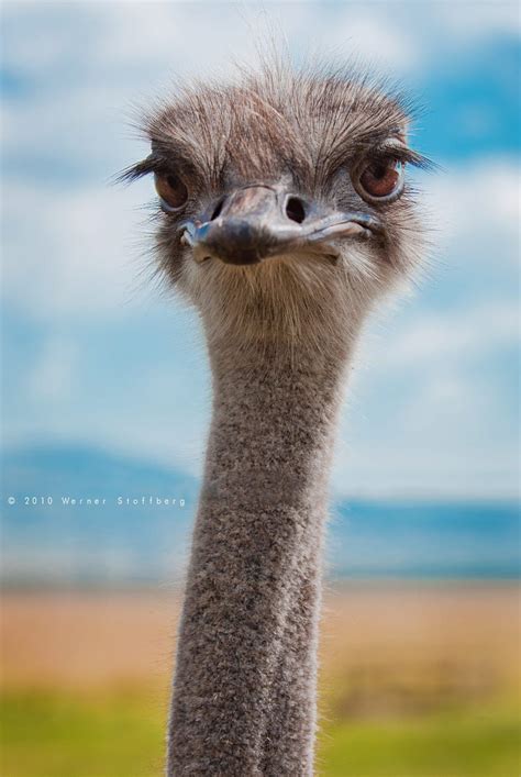 An Ostrich Not Camera Shy Wild Animals Photos Animals Beautiful