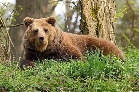 2560x1440 Resolution Brown Bear Laying On Green Grass In The Forest