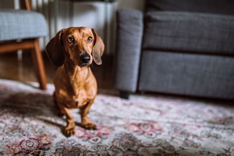 Are Dachshunds Easy To Train Secret Tips To Train Your Dogs