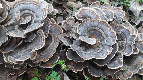 Wild Mushrooms That Grow In San Antonio Mycobuddy