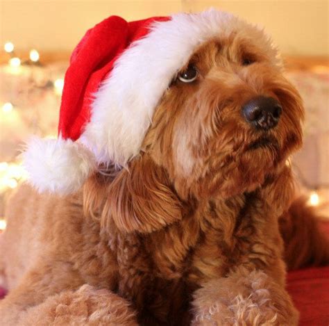 We did not find results for: Santa Doodle goldendoodle Merry Christmas Card Puppy ...