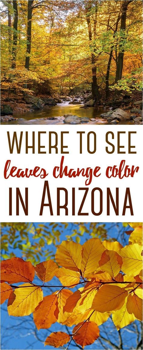 Where To See Fall Leaves Change Color In Arizona Arizona Day Trips