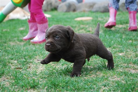 The outer coat is smooth, wavy and water resistant and the undercoat is thick, soft, and weather resistant. Cute Chocolate Lab Puppies With Blue Eyes: I Love ...