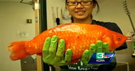 Giant Goldfish Taking Over Lake Tahoe Business Insider