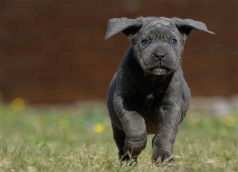 Our corsos have made their way to a multitude of show arenas, working competitions, and several dog championships. buy cane corso in Cleveland and breeders of cane corso in ...