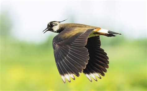 Symbolic Lapwing Meaning Exploring Plover And Lapwing Bird Meaning