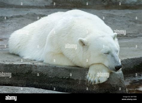 Sleeping Polar Bear In The Moscow Zoo Stock Photo Alamy