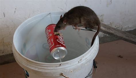 4 Cara Menjebak Tikus Tangkap Semuanya Secara Masal Fumida