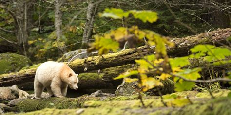 The Science Behind The Great Bear Rainforest Deal The Nature