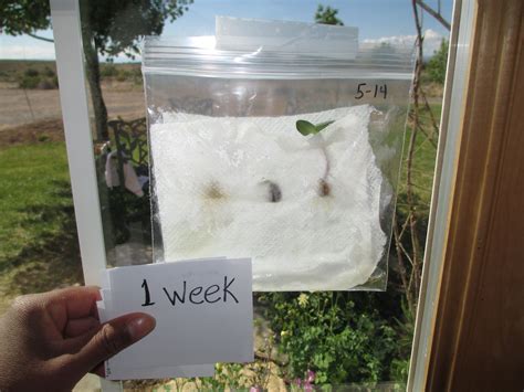 Science Grow A Bean Seed On A Wet Paper Towel Inside A Plastic Bag