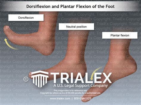 Dorsiflexon And Plantar Flexion Of The Foot Trial Exhibits Inc