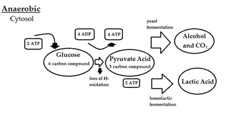 Anaerobic Respiration CreationWiki The Encyclopedia Of Creation Science