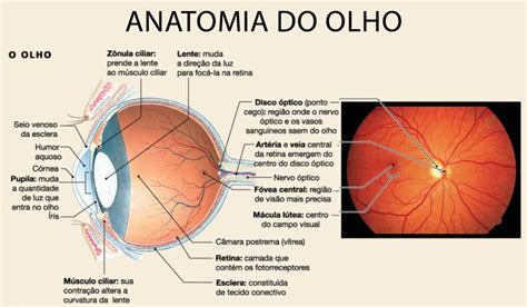 Você Conhece As Principais Estruturas Do Nosso Olho Instituto De Oftalmologia De Joinville