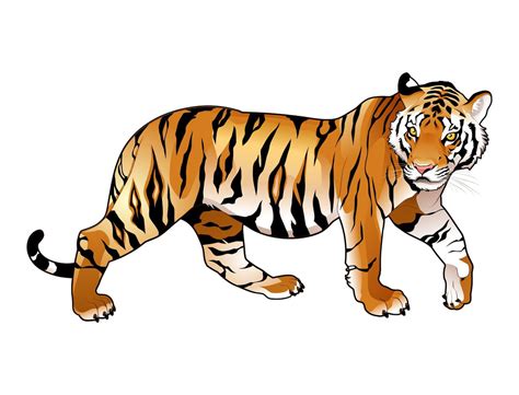 Dessin De Tigre Facile Coloriage De Tigre Gratuit En Ligne