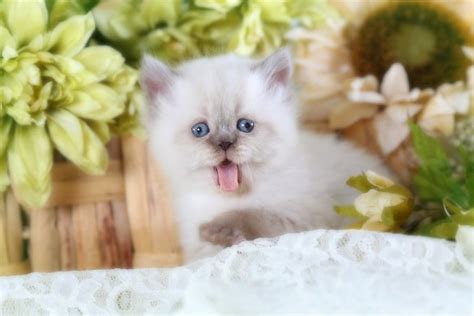 Chocolate Point Himalayan Kittenpersian Kittens For Sale In A Rainbow