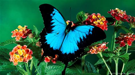 Amazing Beautiful Colorful Butterfly Full Hd Wallpapers 1920×1080