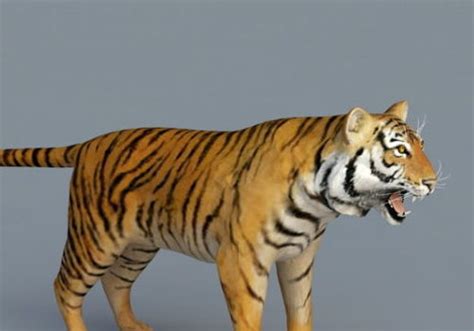 realistic bengal tiger free 3d model max 123free3dmodels