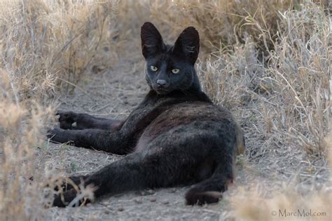 Manja The Rare Melanistic Serval Cat Roams The Serengeti In Tanzania