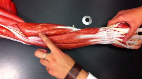 Human Anatomy The Lower Arm Youtube