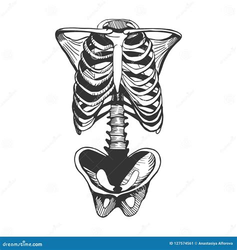 Human Torso Bones Stock Vector Illustration Of Biological 127574561