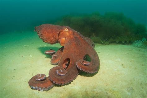 Creature Feature Giant Pacific Octopus