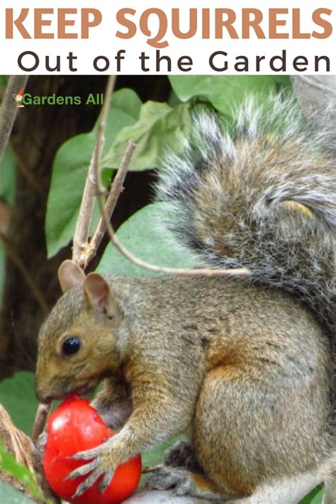 Hot pepper plants and cayenne pepper. How to Keep Squirrels Out of the Garden | Growing tomatoes ...