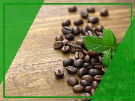 Review manfaat, cara minum s gold coffee original untuk menurunkan berat badan dan efek samping asli palsu serta harga terbarunya. Simak Cara Minum Green Coffee 1000 Leptin | Kopi Diet