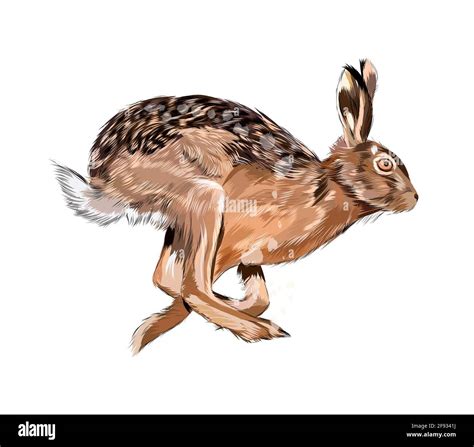 How To Draw Hares