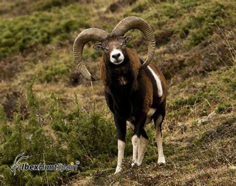 Iberian Mouflon Sheep Hunt In Spain