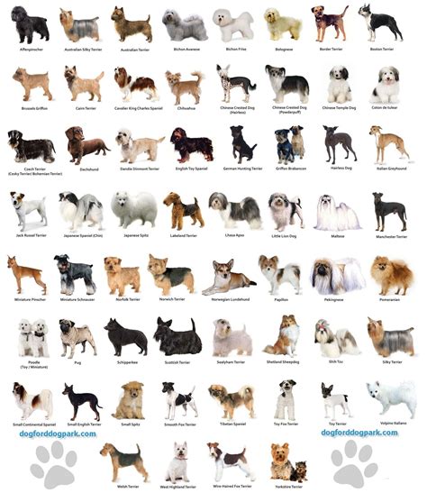 Small Dog Breeds Chart Toy Dog Breeds Dog Breeds List Of Best Small