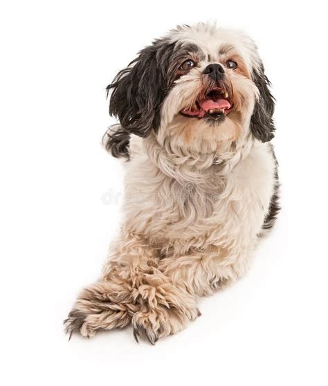 Brown Shih Tzu Dog Stock Image Image Of Canine Pedigreed 22881257