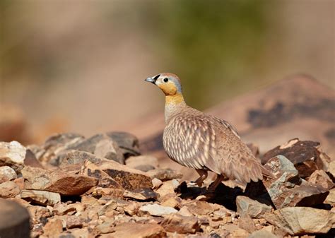 Crowned Sandgrouse Alchetron The Free Social Encyclopedia