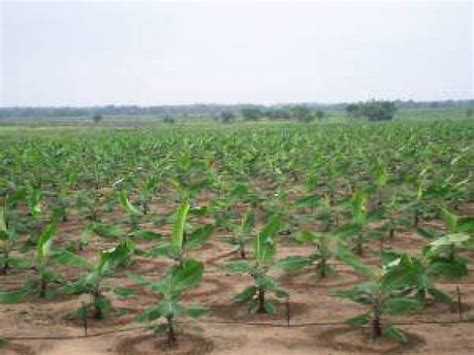 The Recommended Spacing For Plantain Cultivation
