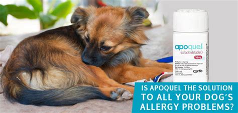 Is Apoquel The Solution To All Your Dogs Allergy Problems