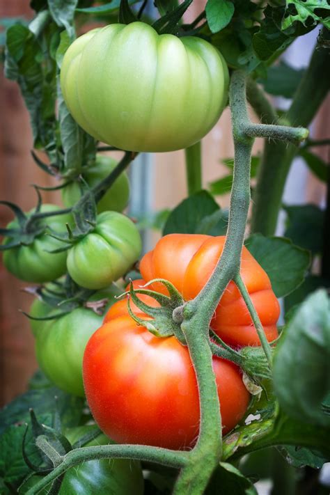 Growing Big Red Juicy Beefsteak Tomatoes Southeast Agnet