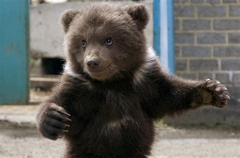 This Tiny Bear Cub Is The Worlds Cutest Rite Aid Shopper