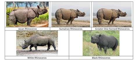 The Greater One Horned Rhinoceros A Species Protected Is A Heritage