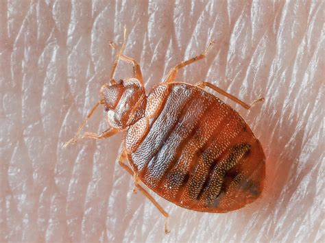 Where Do Bed Bugs Come From Identify Bed Bugs Info