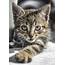 Kitten Cat Cute  Free Photo On Pixabay