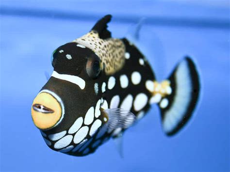 Clown Triggerfish For Sale Clown Trigger For Sale Online Fish Store