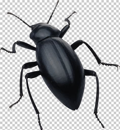 Black Bug Clipart 10 Free Cliparts Download Images On Clipground 2022
