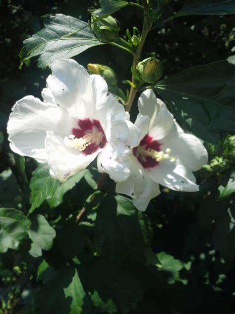 Rose Of Sharon White W Red Center 35 Seeds Attracts Hummingbirds