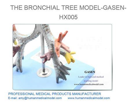 Human Organs Larynx And Trachea Anatomical Model The Bronchial Tree
